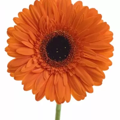 Gerbera GR AMIRA