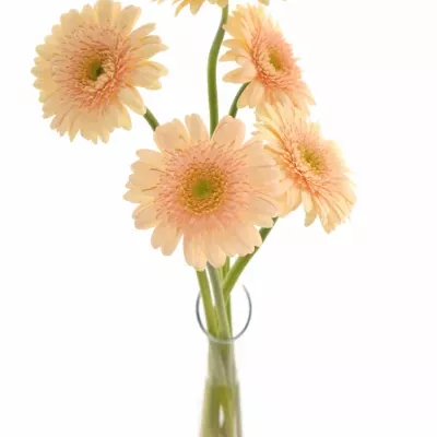 Gerbera GR ANAIS 10cm