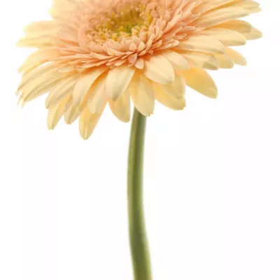 Gerbera GR ANAIS 10cm