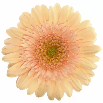 Gerbera GR ANAIS 10cm