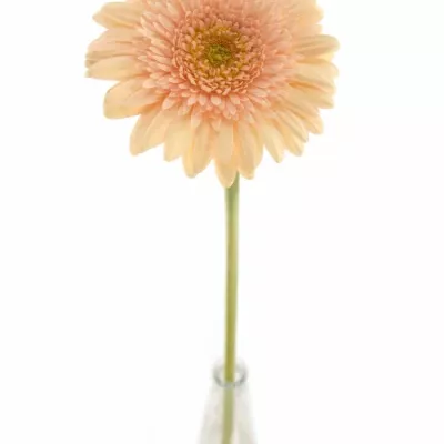 Gerbera GR ANAIS 10cm