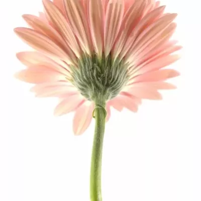 Gerbera GR ANETTE 10cm