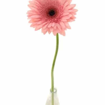 Gerbera GR ANETTE 10cm