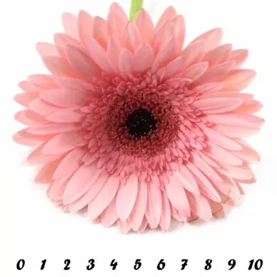 Gerbera GR ANETTE 10cm