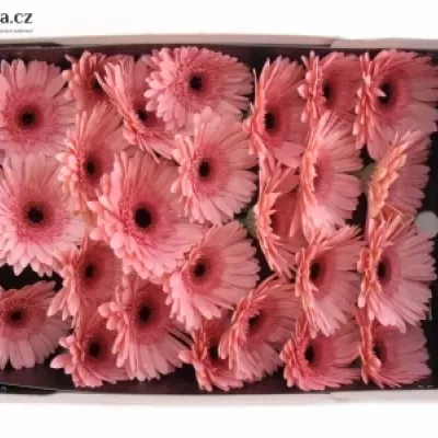 Gerbera GR ANETTE 10cm