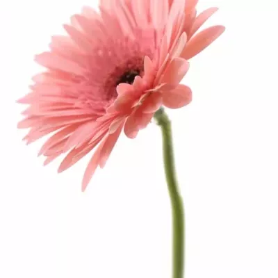 Gerbera GR ANETTE 10cm