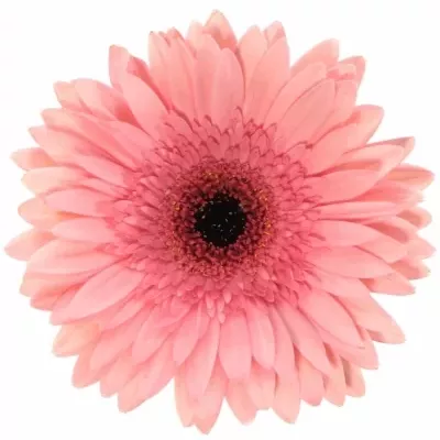 Gerbera GR ANETTE 10cm