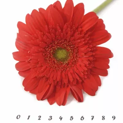 Gerbera GR ANTARIS 10cm