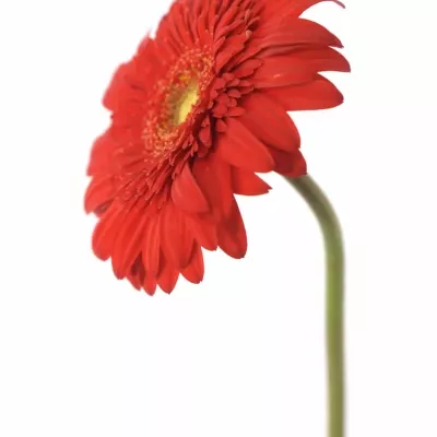 Gerbera GR ANTARIS 10cm