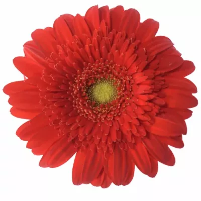 Gerbera GR ANTARIS 10cm