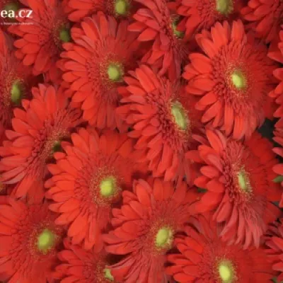 Gerbera GR ANTARIS 10cm