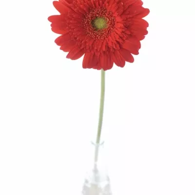 Gerbera GR ANTARIS 10cm