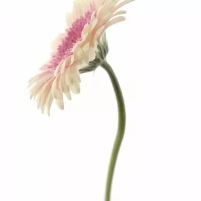 GERBERA GR ARTIST