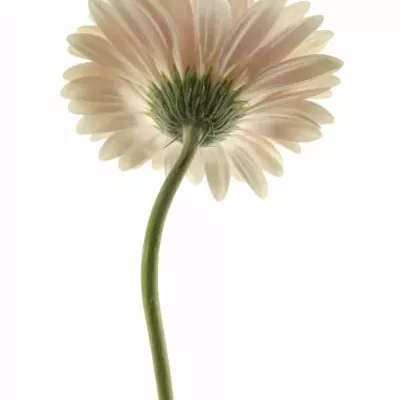 GERBERA GR ARTIST