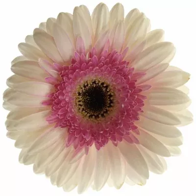 GERBERA GR ARTIST