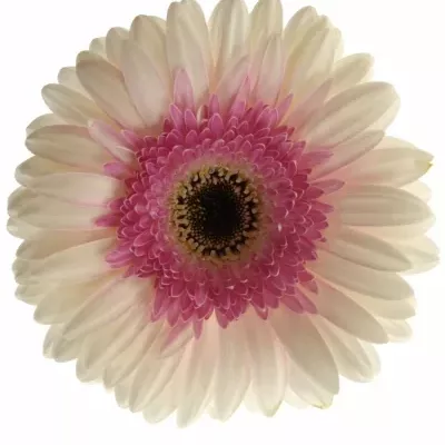 GERBERA GR ARTIST