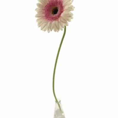 GERBERA GR ARTIST