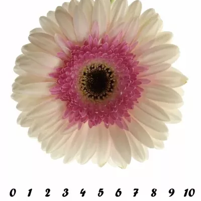 GERBERA GR ARTIST