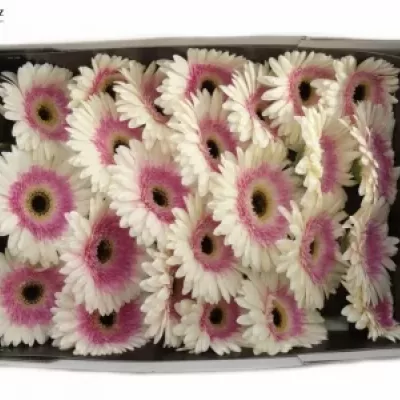 GERBERA GR ARTIST