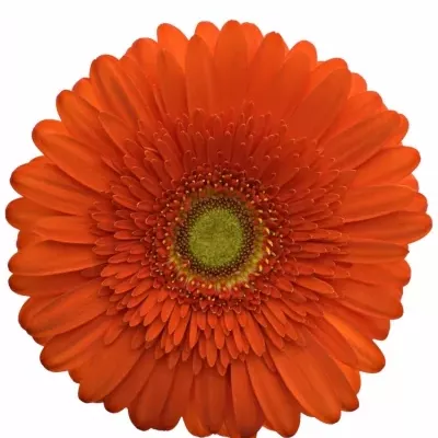 Gerbera Gr Atlanta 10cm