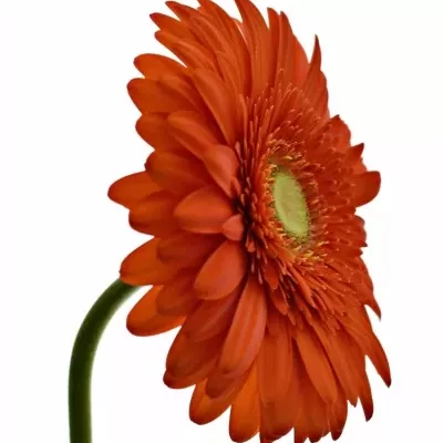 Gerbera Gr Atlanta 10cm