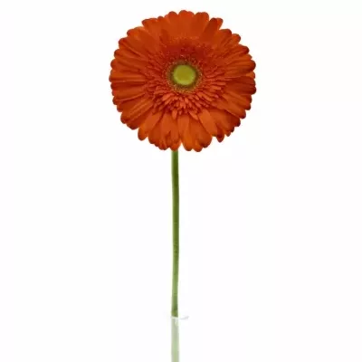 Gerbera Gr Atlanta 10cm