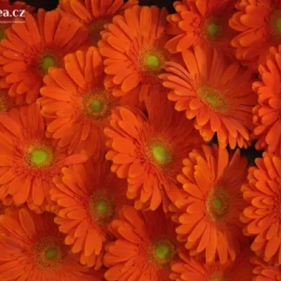 Gerbera GR AVANTI 10cm