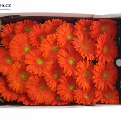 Gerbera GR AVANTI 10cm