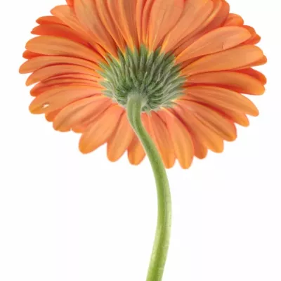 Gerbera GR AVANTI 10cm