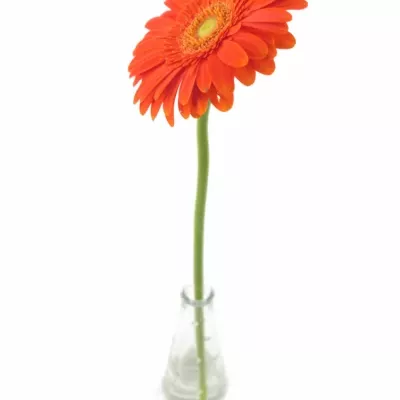 Gerbera GR AVANTI 10cm