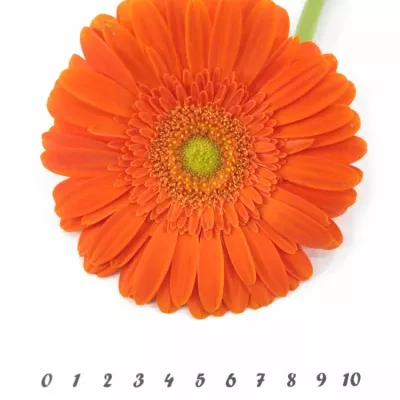 Gerbera GR AVANTI 10cm