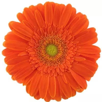 Gerbera GR AVANTI 10cm