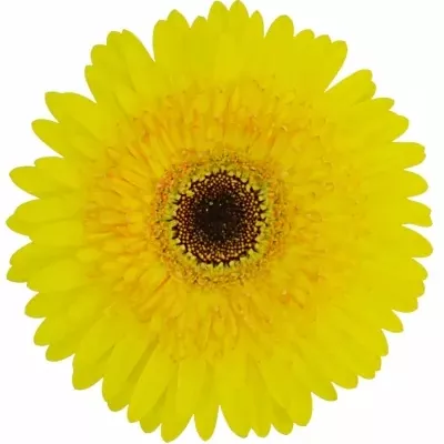 Gerbera GR AVENTURA 10cm