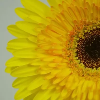 Gerbera GR AVENTURA 10cm