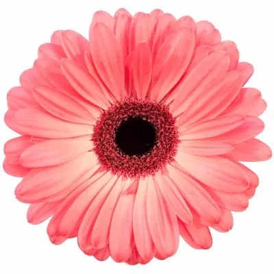 Gerbera GR AVENUE 10cm