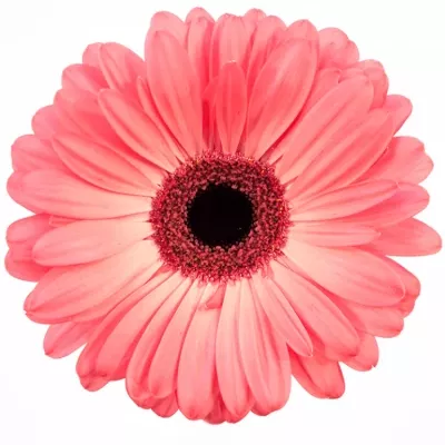 Gerbera GR AVENUE 10cm