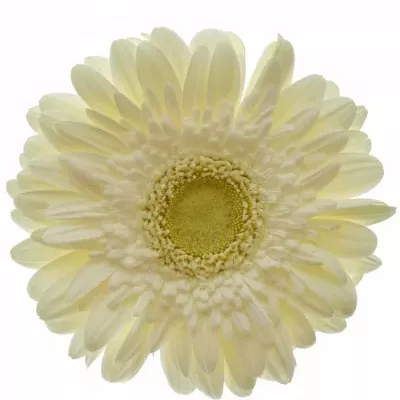 GERBERA GR BALANCE 11,5cm