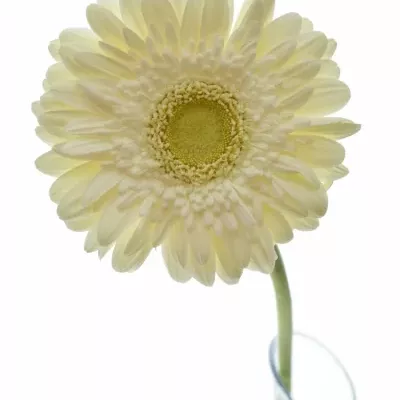 GERBERA GR BALANCE 11,5cm