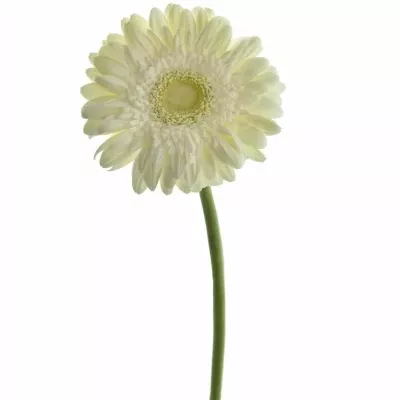 GERBERA GR BALANCE 11,5cm