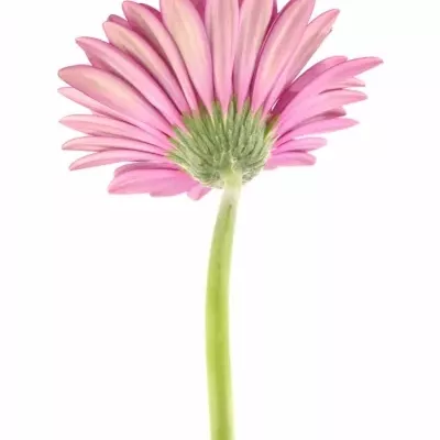 GERBERA GR BARINGO