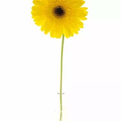 Gerbera GR BARITON 10cm