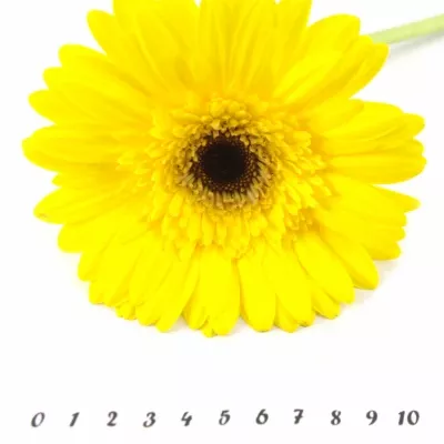 Gerbera GR BARITON 10cm