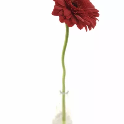 Gerbera GR BARONES 10cm