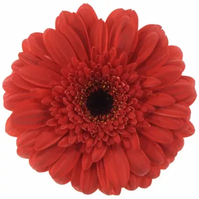 Gerbera GR BARONES 10cm