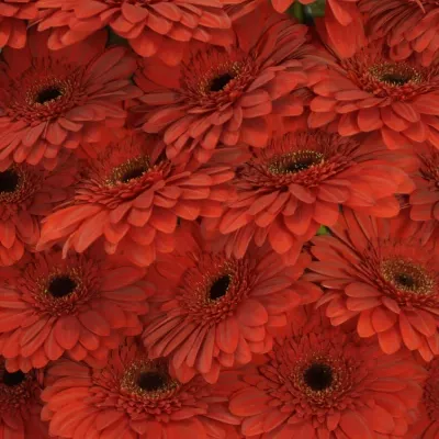 Gerbera GR BARONES 10cm