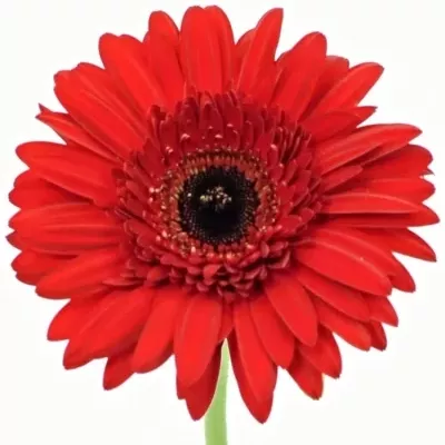 Gerbera GR BEAUDINE 10cm