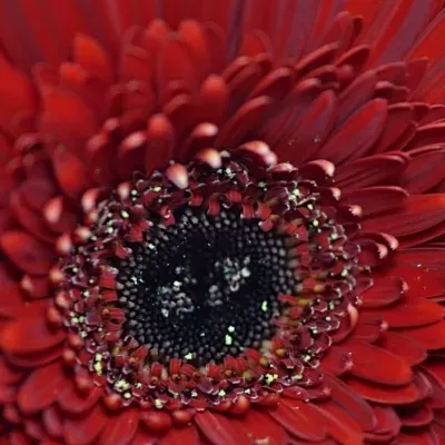 Gerbera GR BEAUDINE 10cm