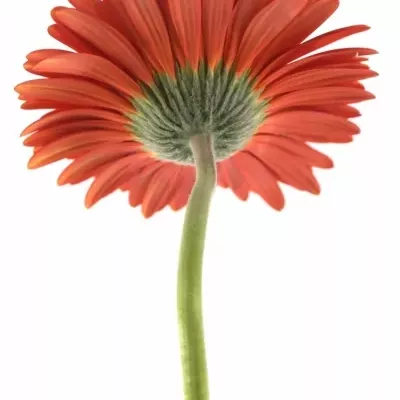 Gerbera GR BELCANTO 