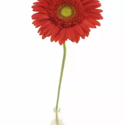 Gerbera GR BELCANTO 