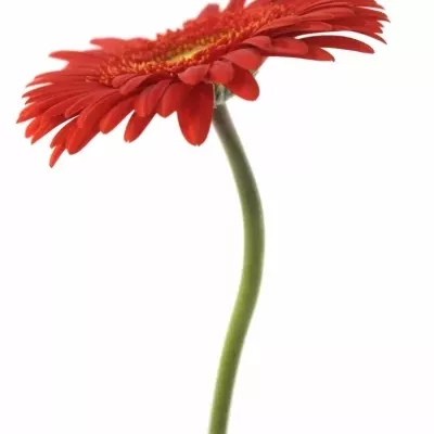 Gerbera GR BELCANTO 